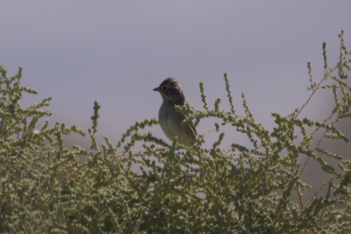 Brewer's Sparrow - ML609912169