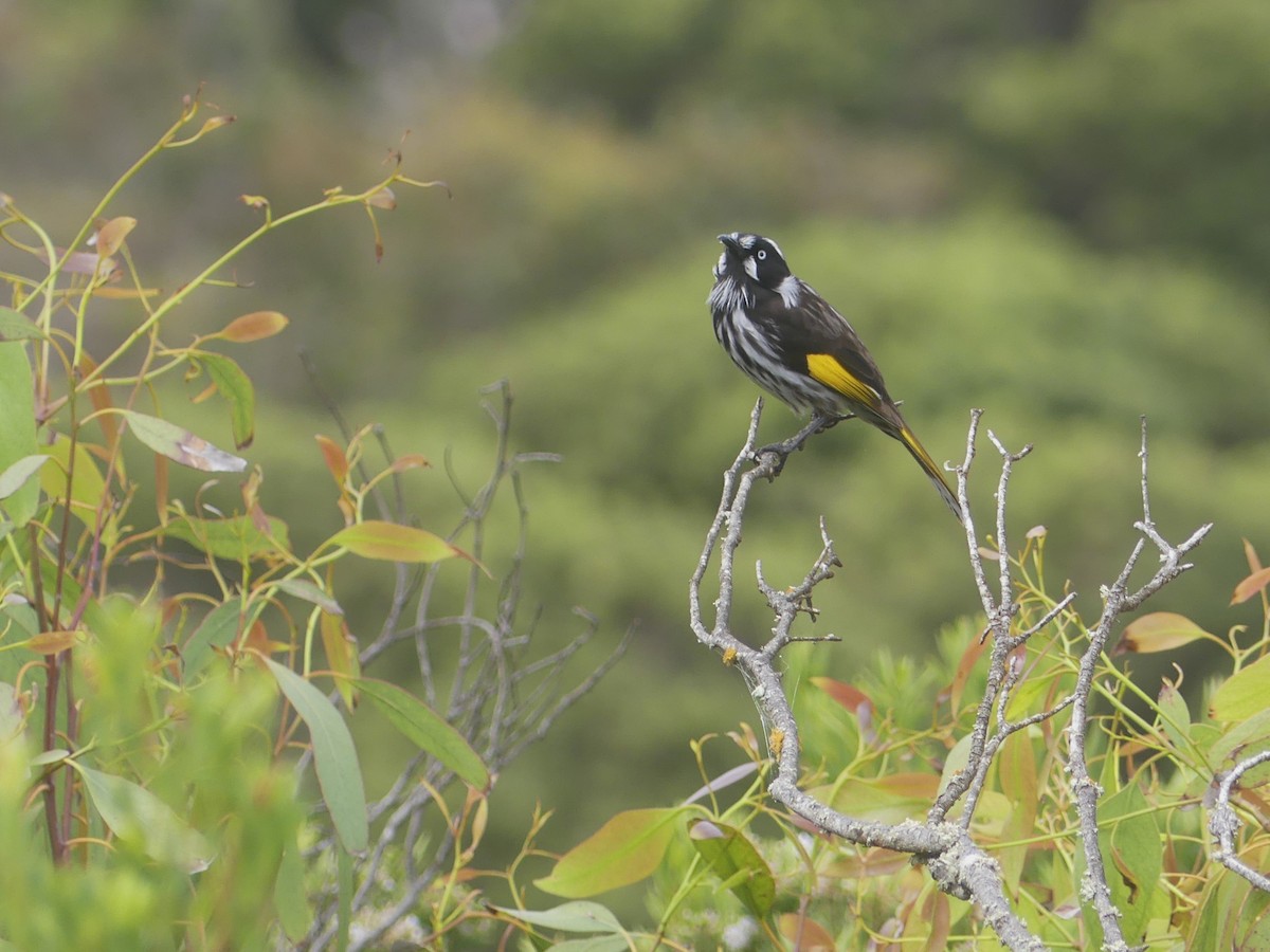 New Holland Honeyeater - ML609912170