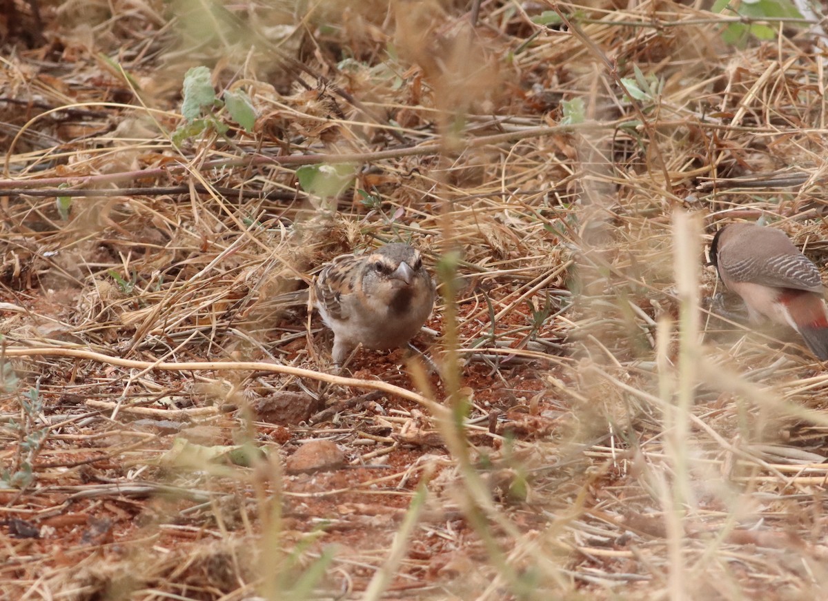 Shelley's Rufous Sparrow - Thomas Plath