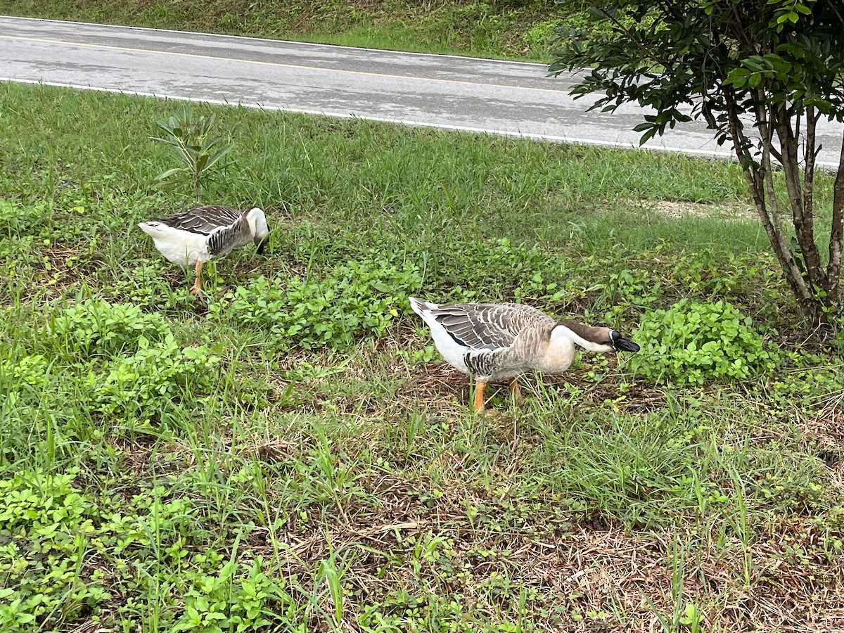 Swan Goose (Domestic type) - ML609912379