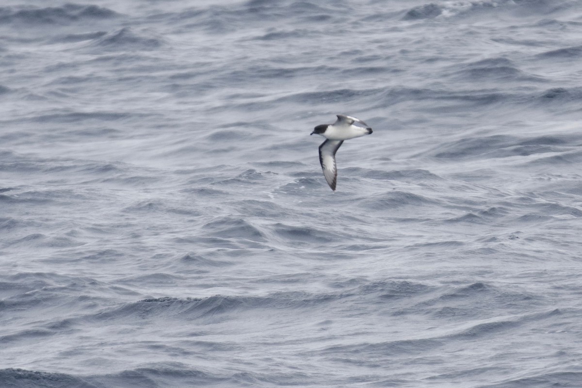 Cape Petrel - ML609912397