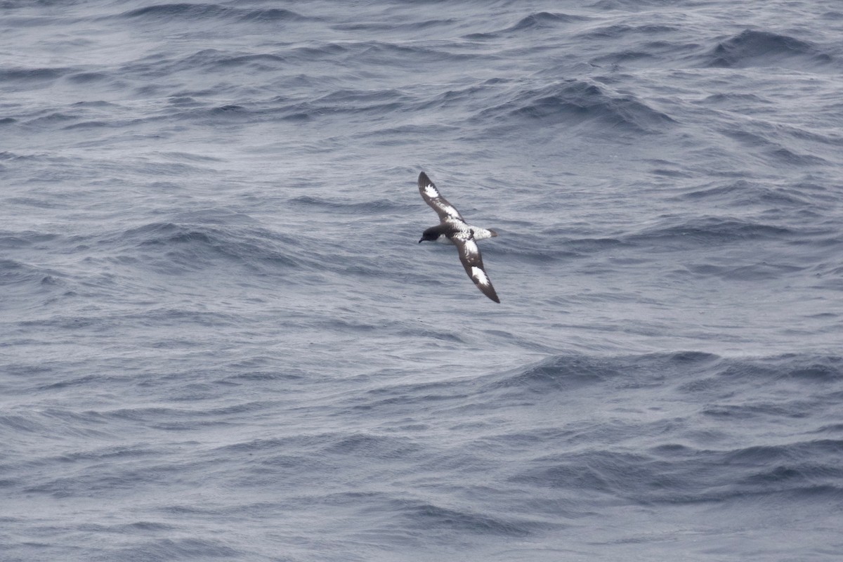 Cape Petrel - ML609912398