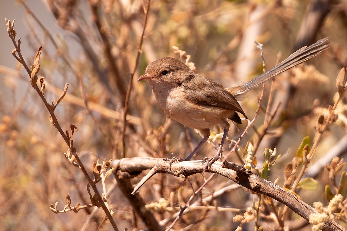 White-winged Fairywren - ML609912401