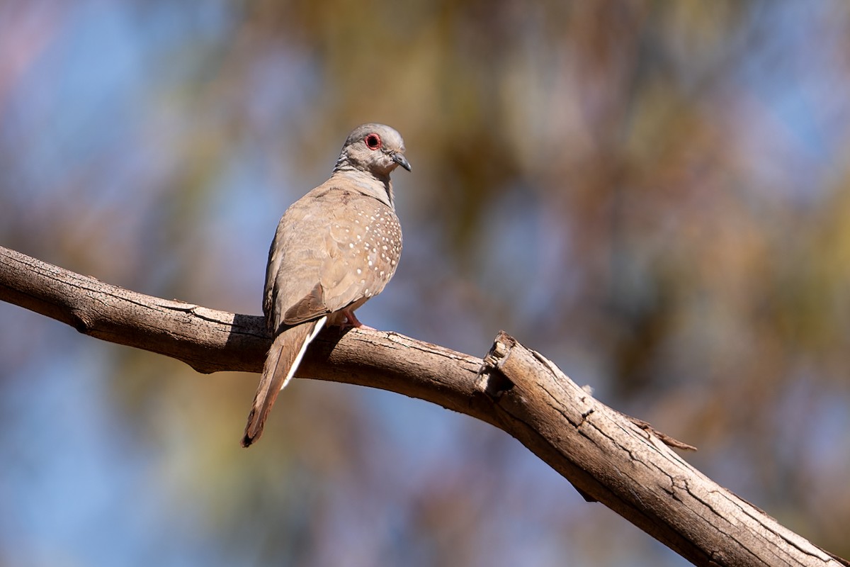 Diamond Dove - John  Van Doorn