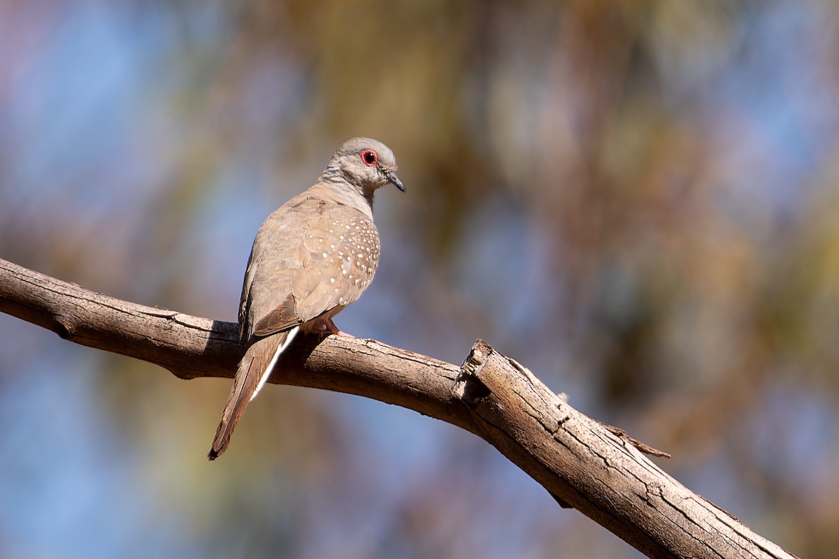 Diamond Dove - ML609912405