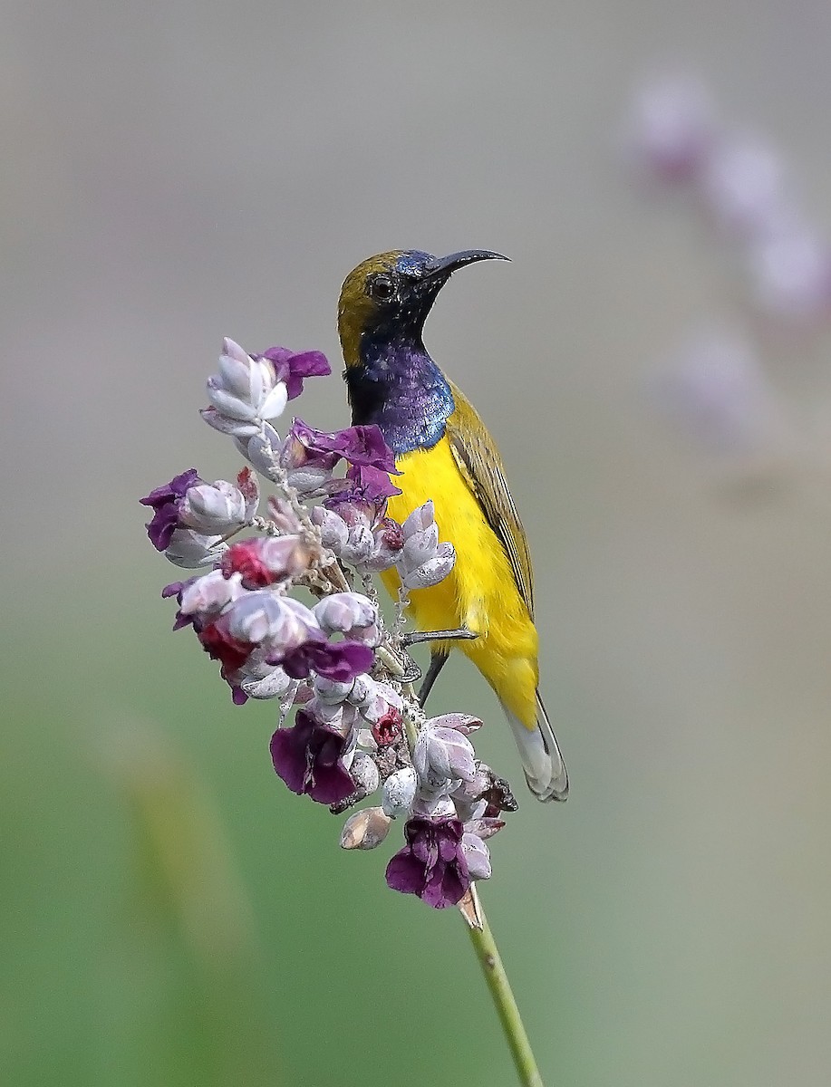 Ornate Sunbird - sheau torng lim