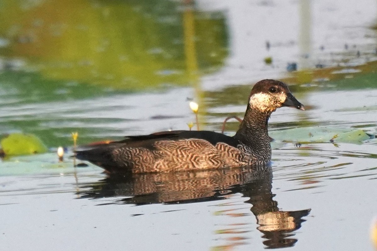 Green Pygmy-Goose - ML609912424