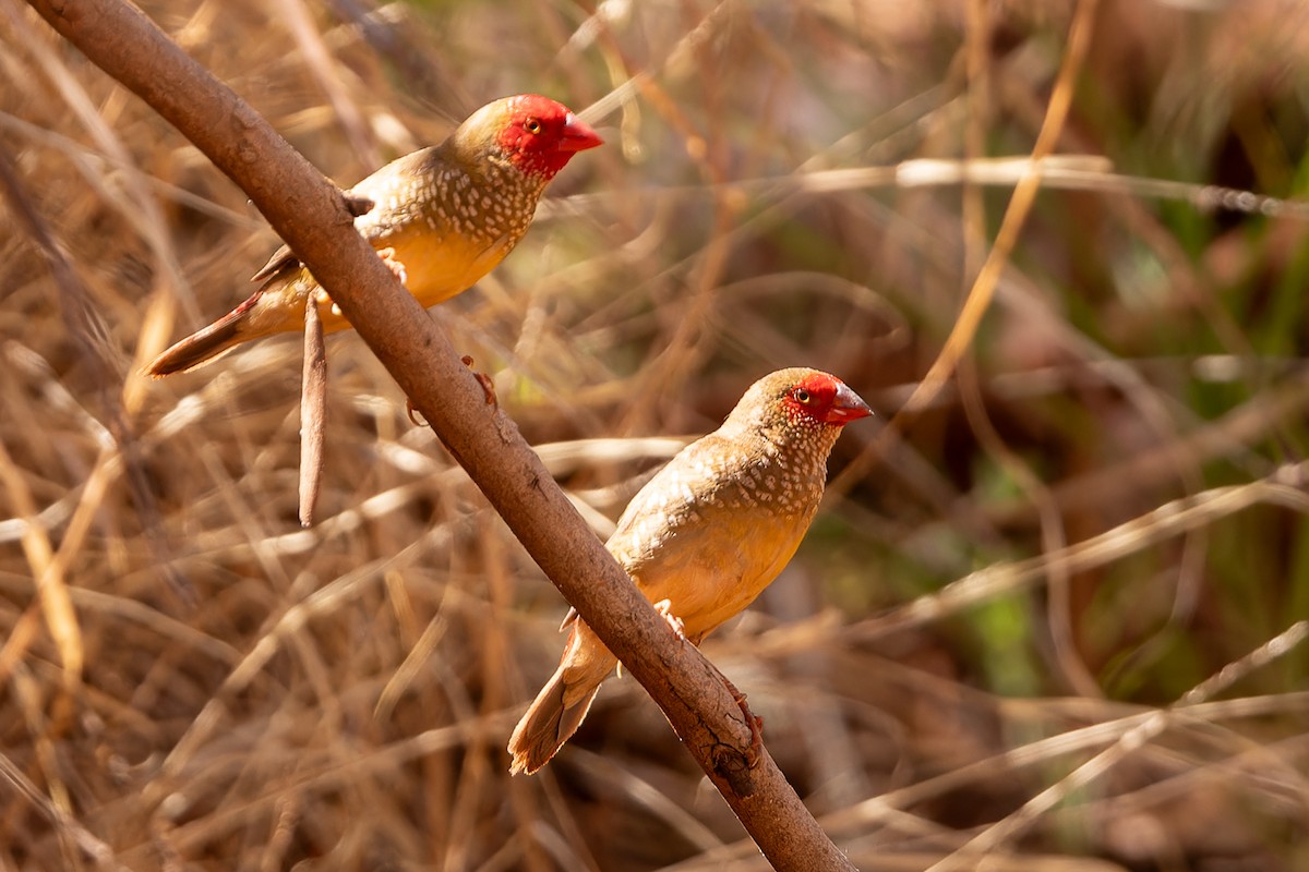 Star Finch - ML609912458