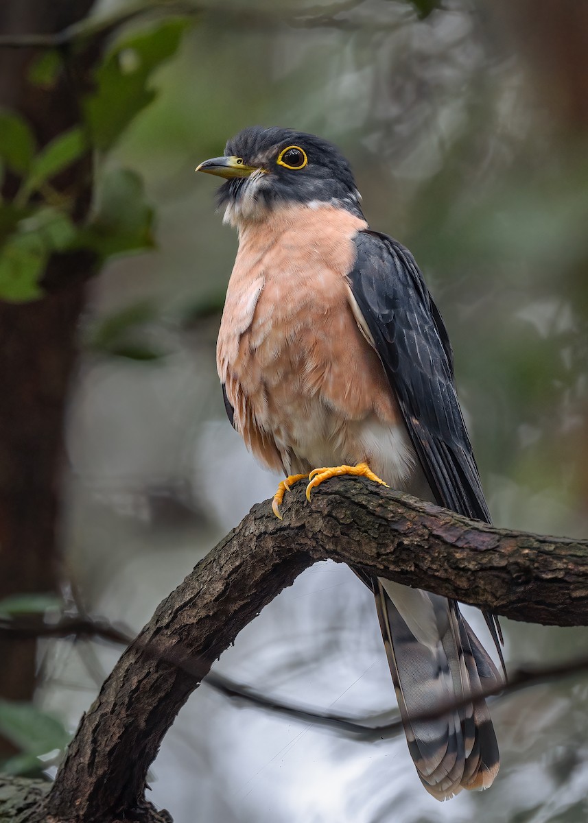 Northern Hawk-Cuckoo - ML609912516