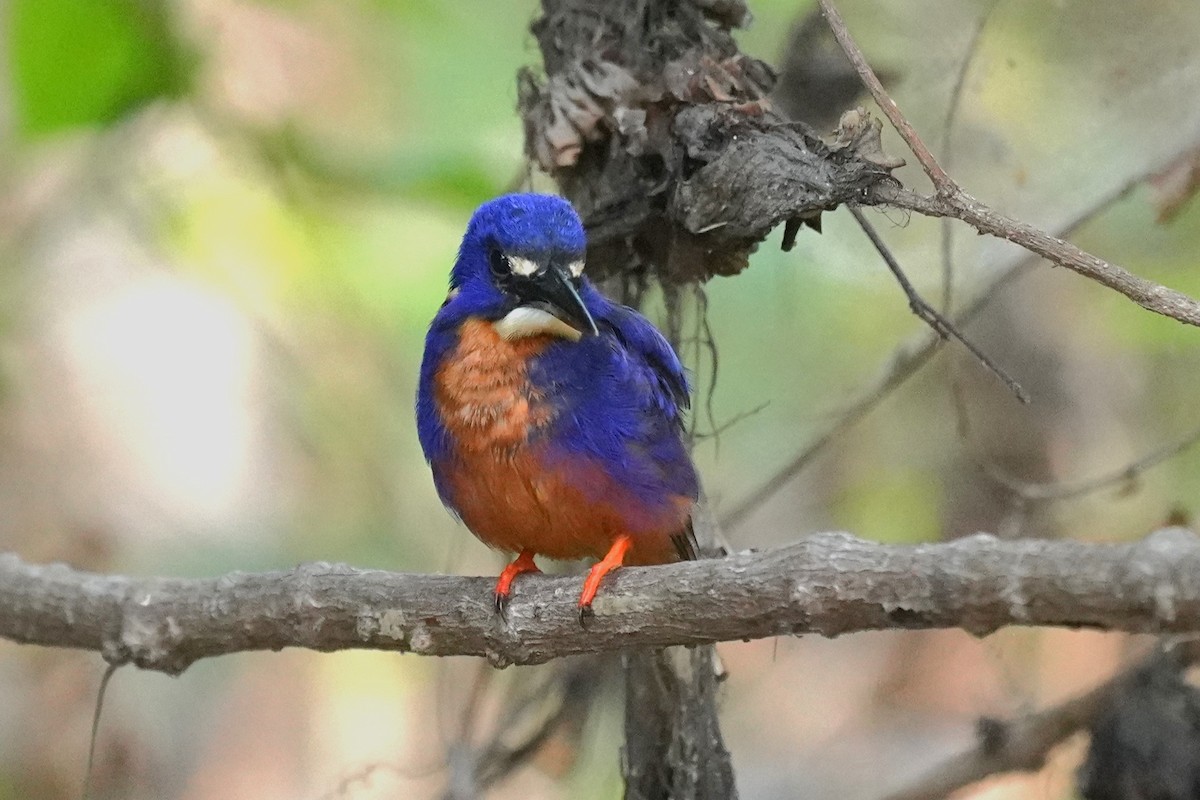 Azure Kingfisher - ML609912527