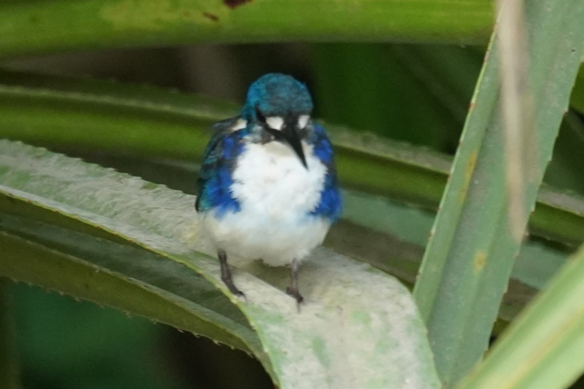 Little Kingfisher - ML609912530