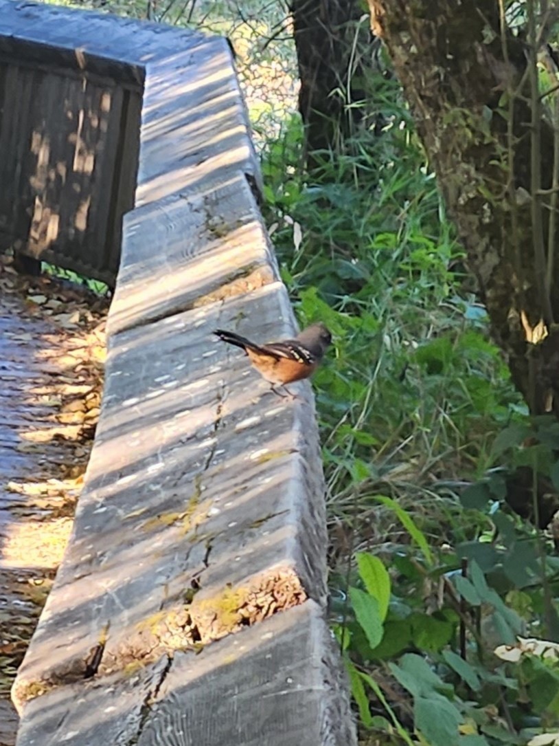 Spotted Towhee - ML609912609