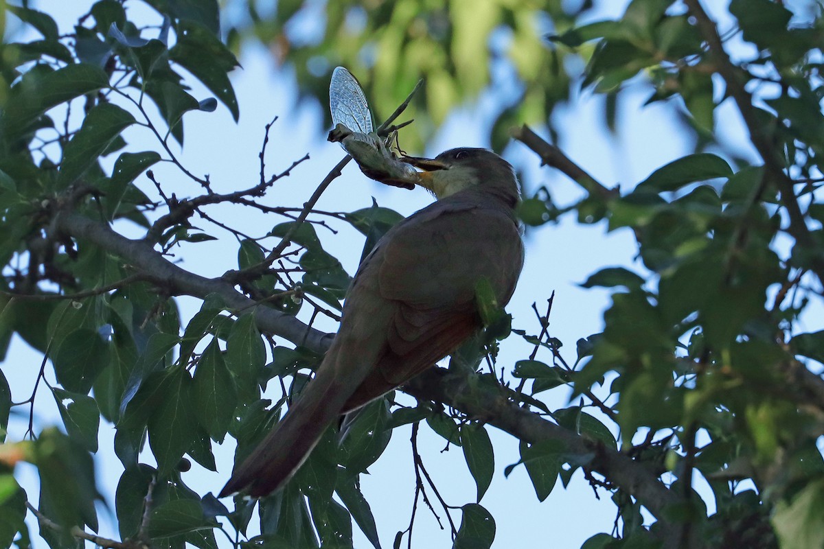 Yellow-billed Cuckoo - ML609912684