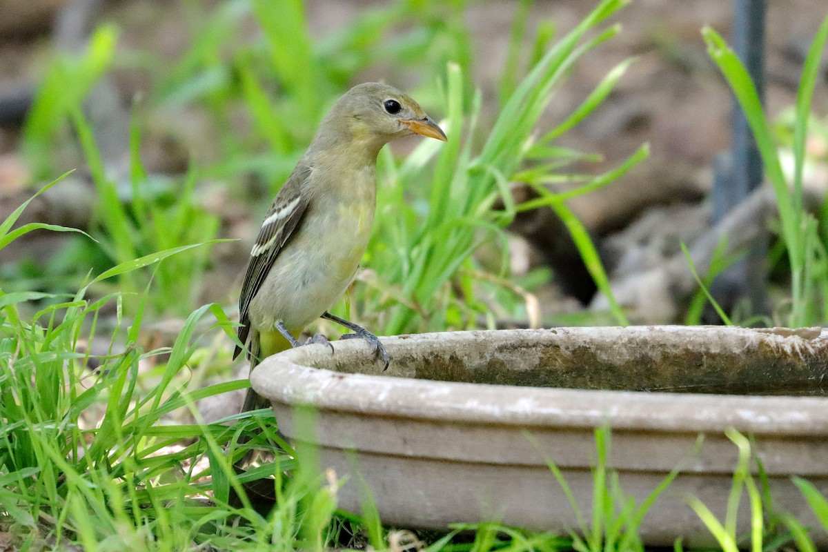 Western Tanager - Cindy Krasniewicz