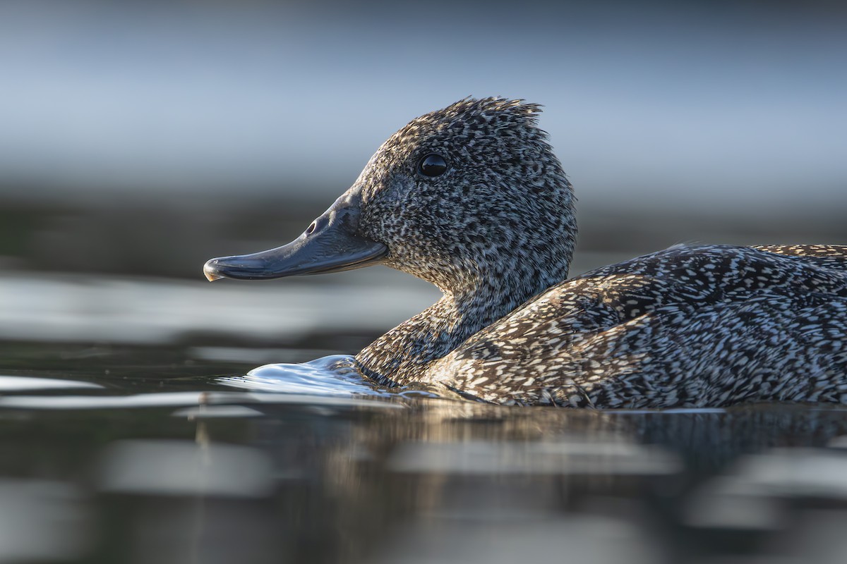 Freckled Duck - Ian Mo