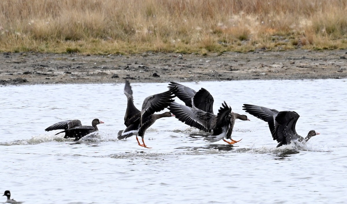 Greater White-fronted Goose - Jeanne Burnham