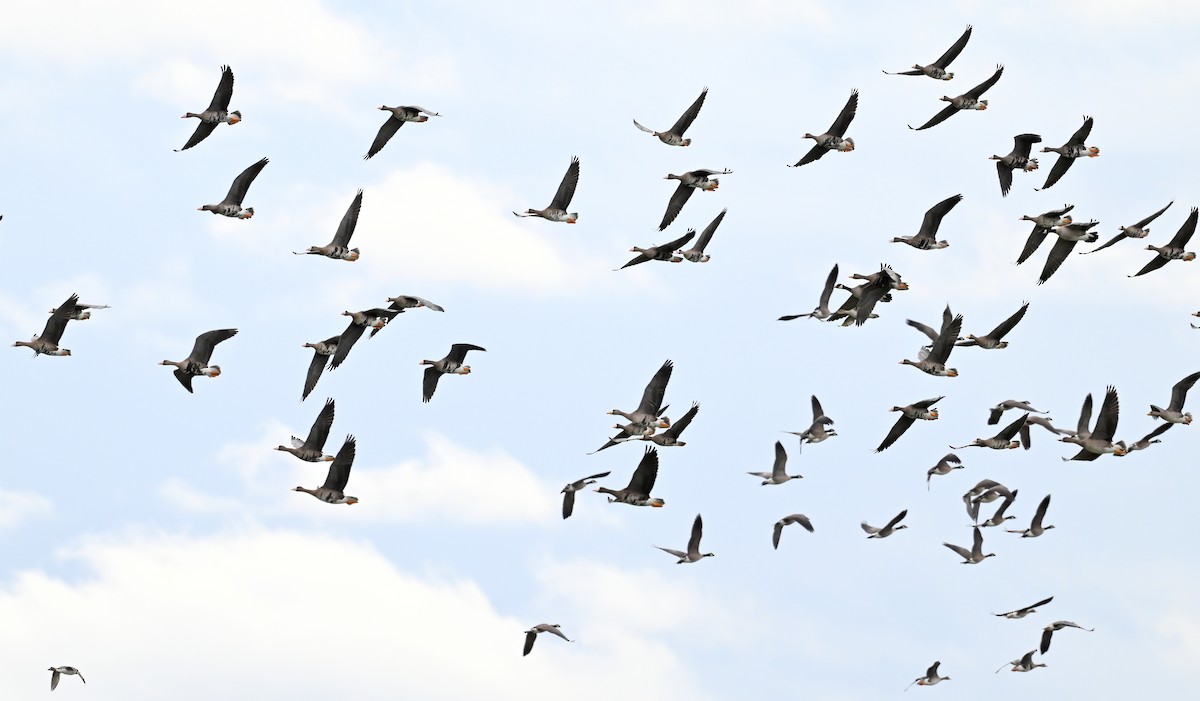 Greater White-fronted Goose - Jeanne Burnham