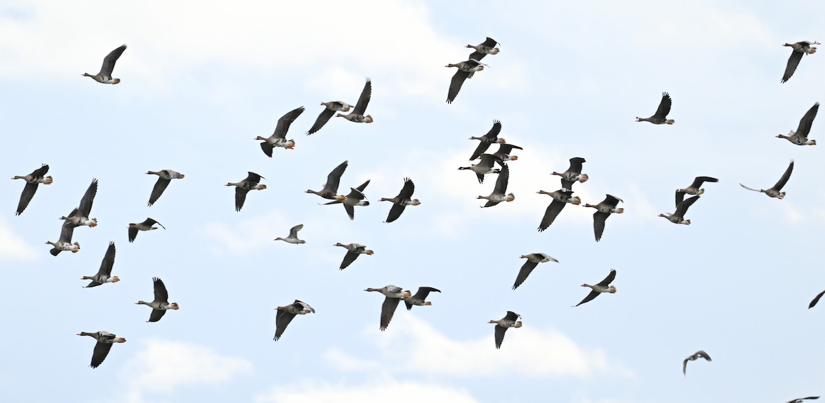 Greater White-fronted Goose - Jeanne Burnham