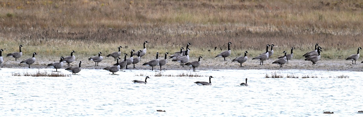 Canada Goose - Jeanne Burnham