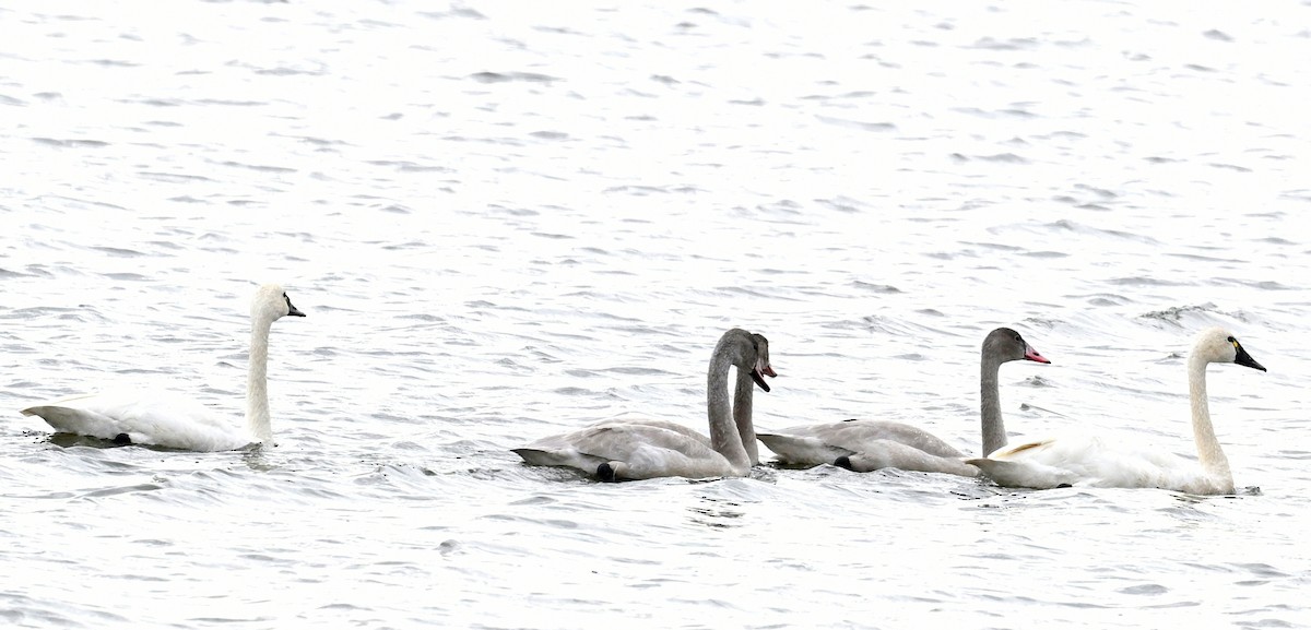 Tundra Swan - Jeanne Burnham