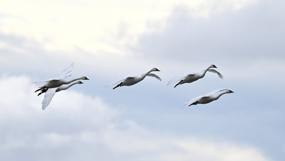 Tundra Swan - Jeanne Burnham