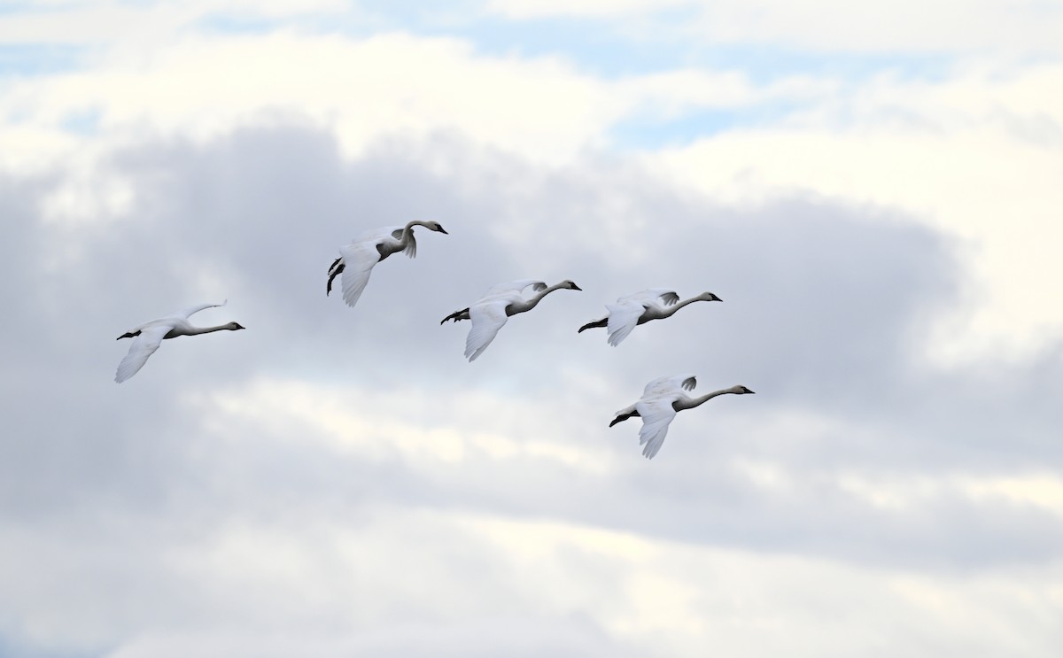 Tundra Swan - Jeanne Burnham