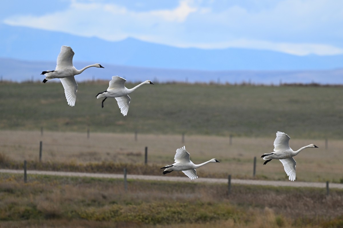 Tundra Swan - Jeanne Burnham