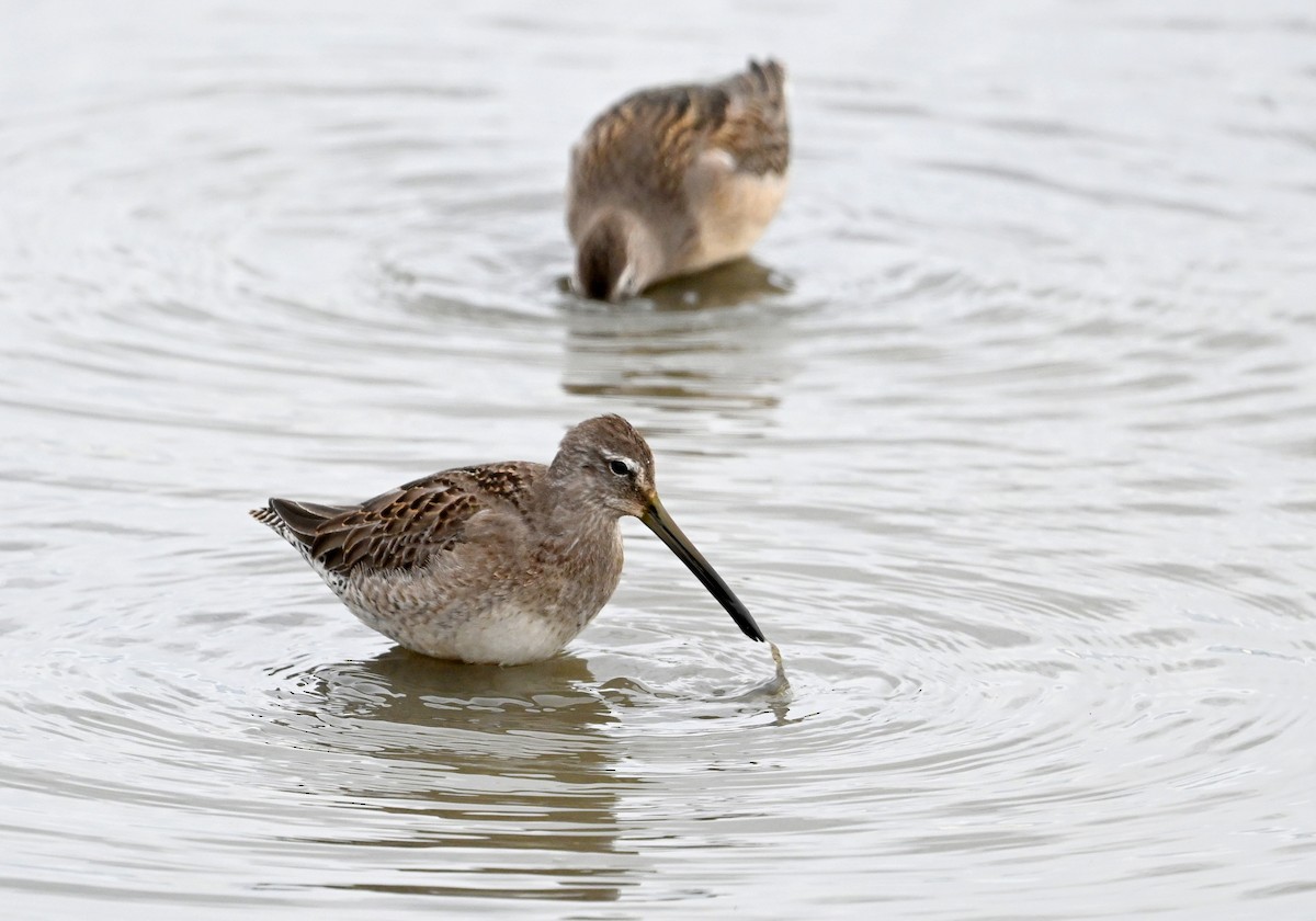 Long-billed Dowitcher - Jeanne Burnham