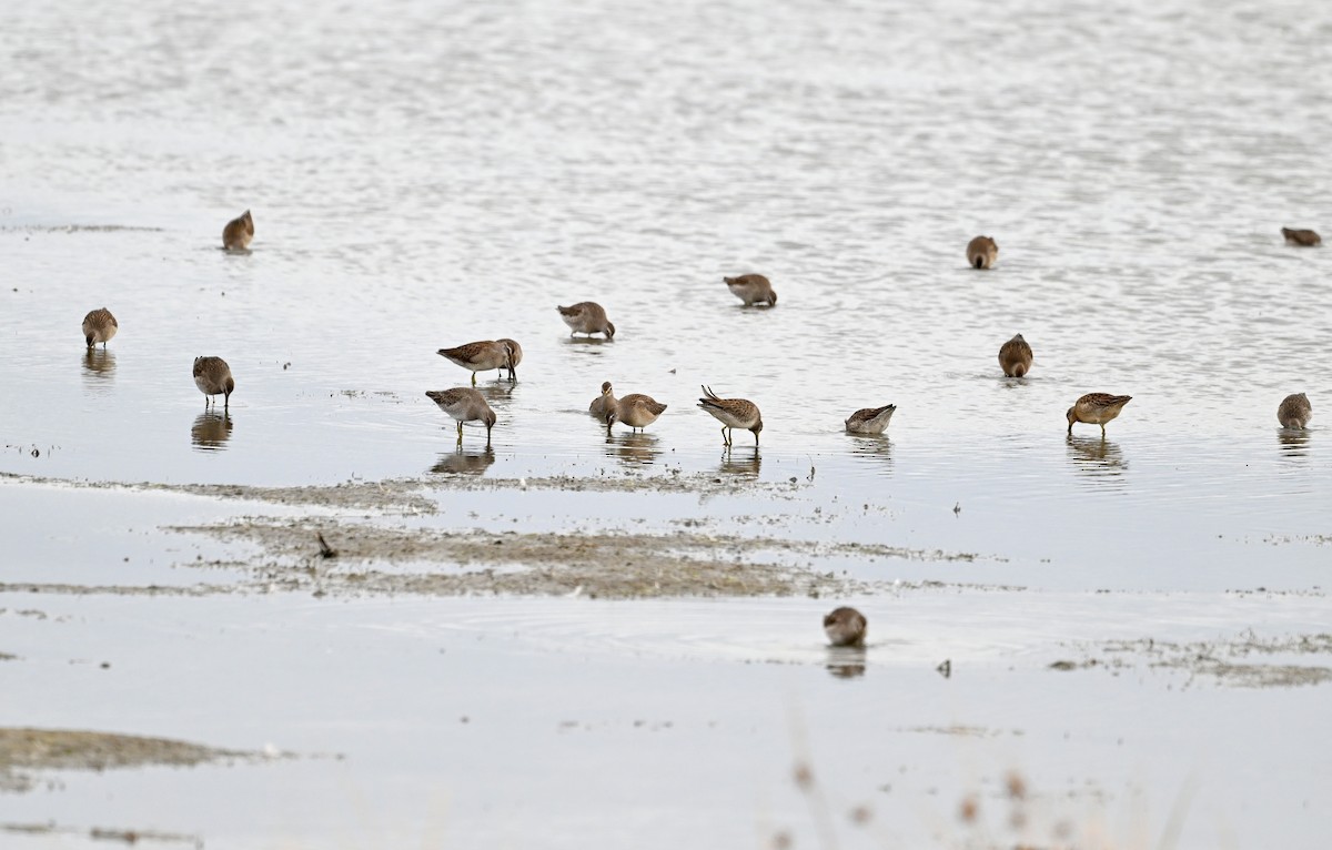 Long-billed Dowitcher - ML609912822