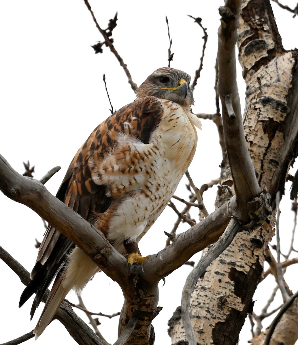 Ferruginous Hawk - Jeanne Burnham