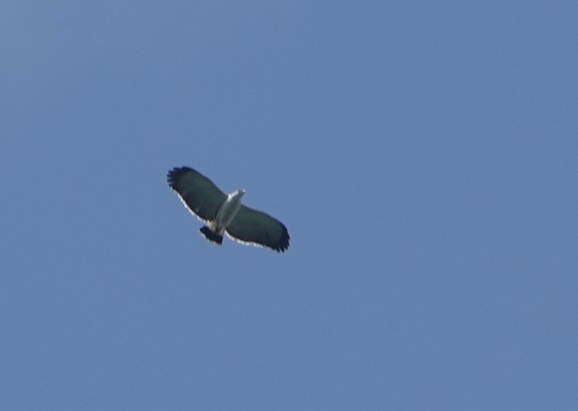 Gray-backed Hawk - Nancy Henke