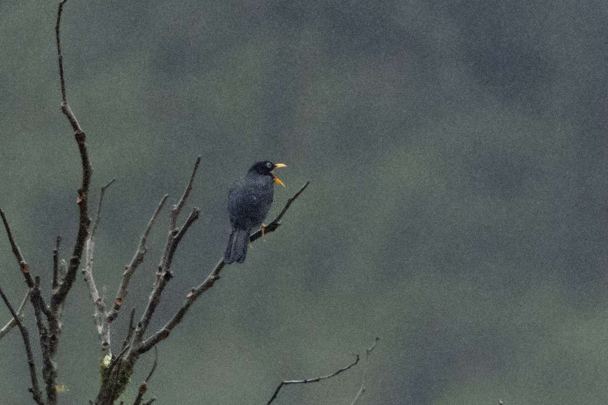 Pale-eyed Thrush - ML609912943