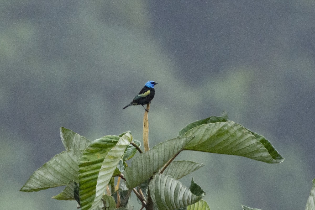 Blue-necked Tanager - ML609912945