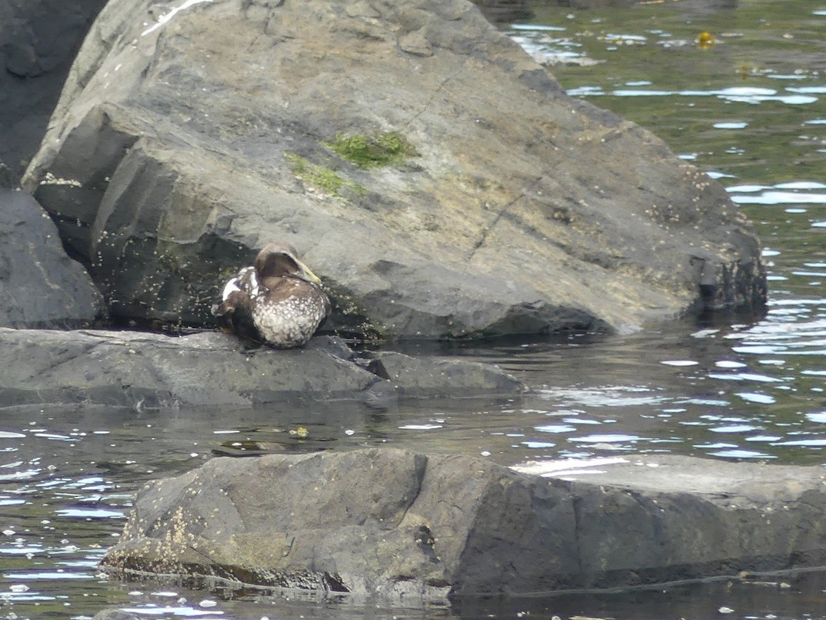 Common Eider - ML609912959