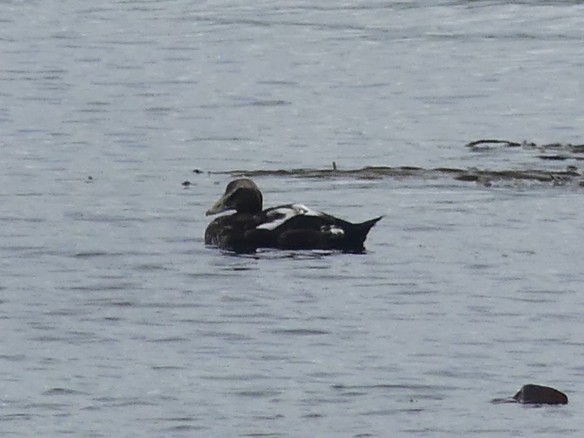 Common Eider - Andrew Sides