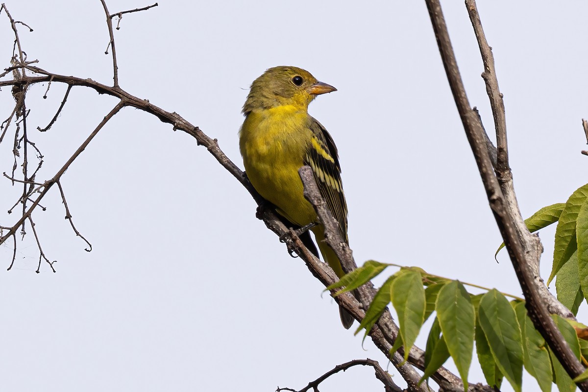 Western Tanager - ML609912984