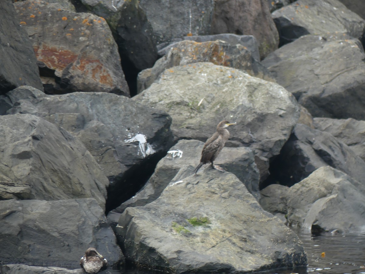 European Shag - Andrew Sides