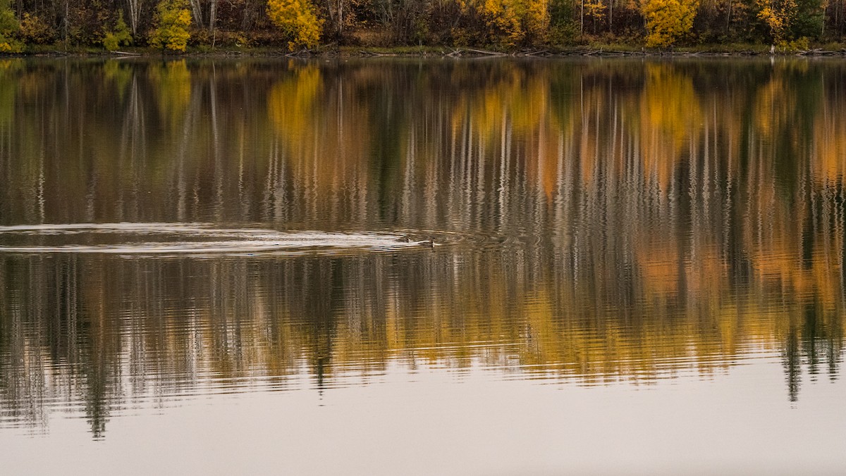 Red-necked Grebe - ML609913160