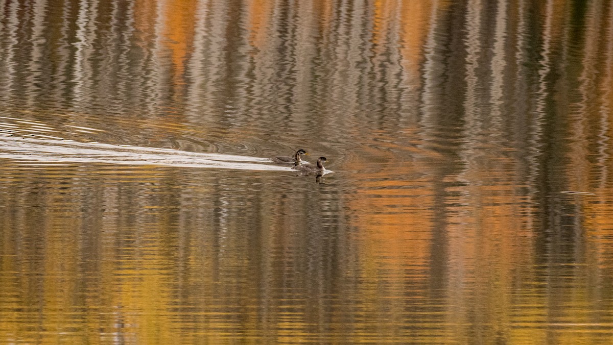Red-necked Grebe - ML609913161
