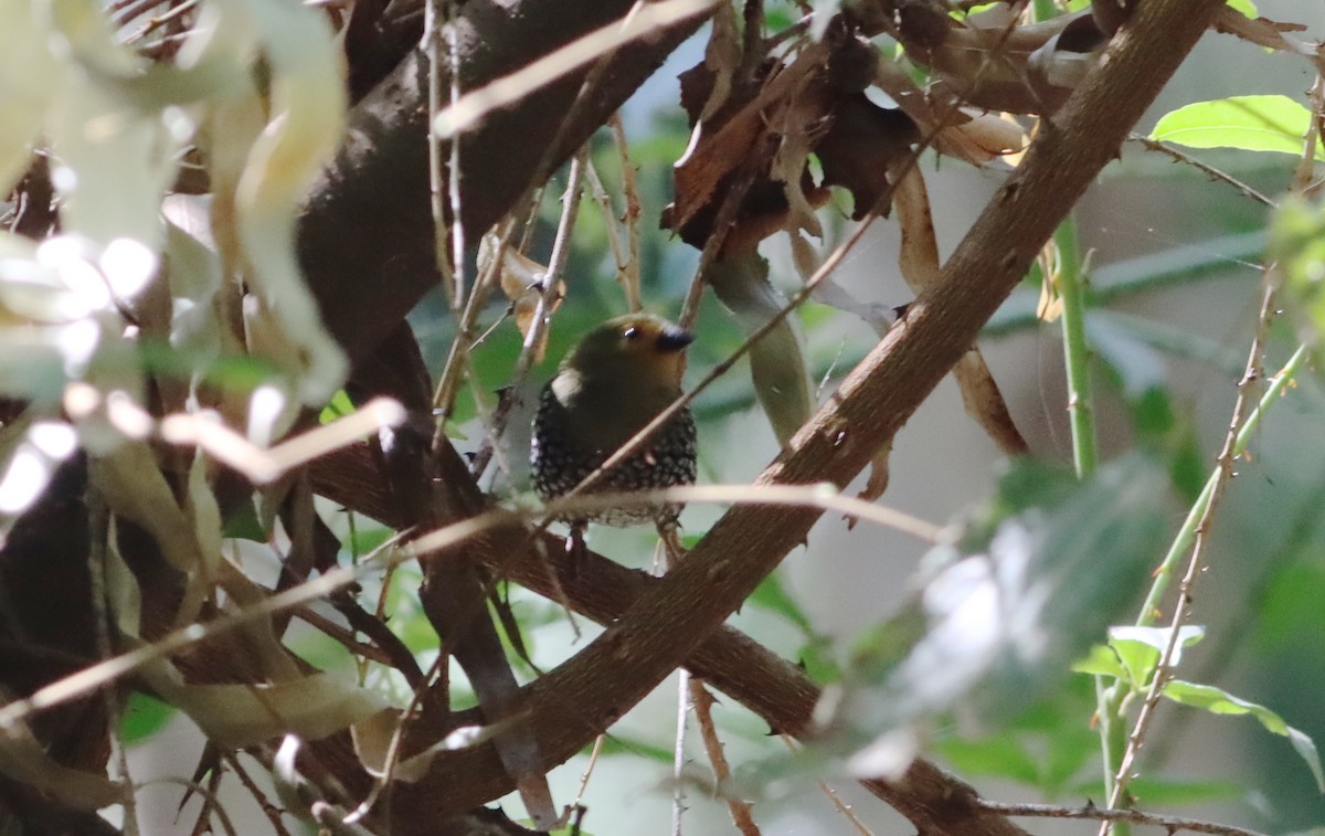 Green-backed Twinspot - ML609913192