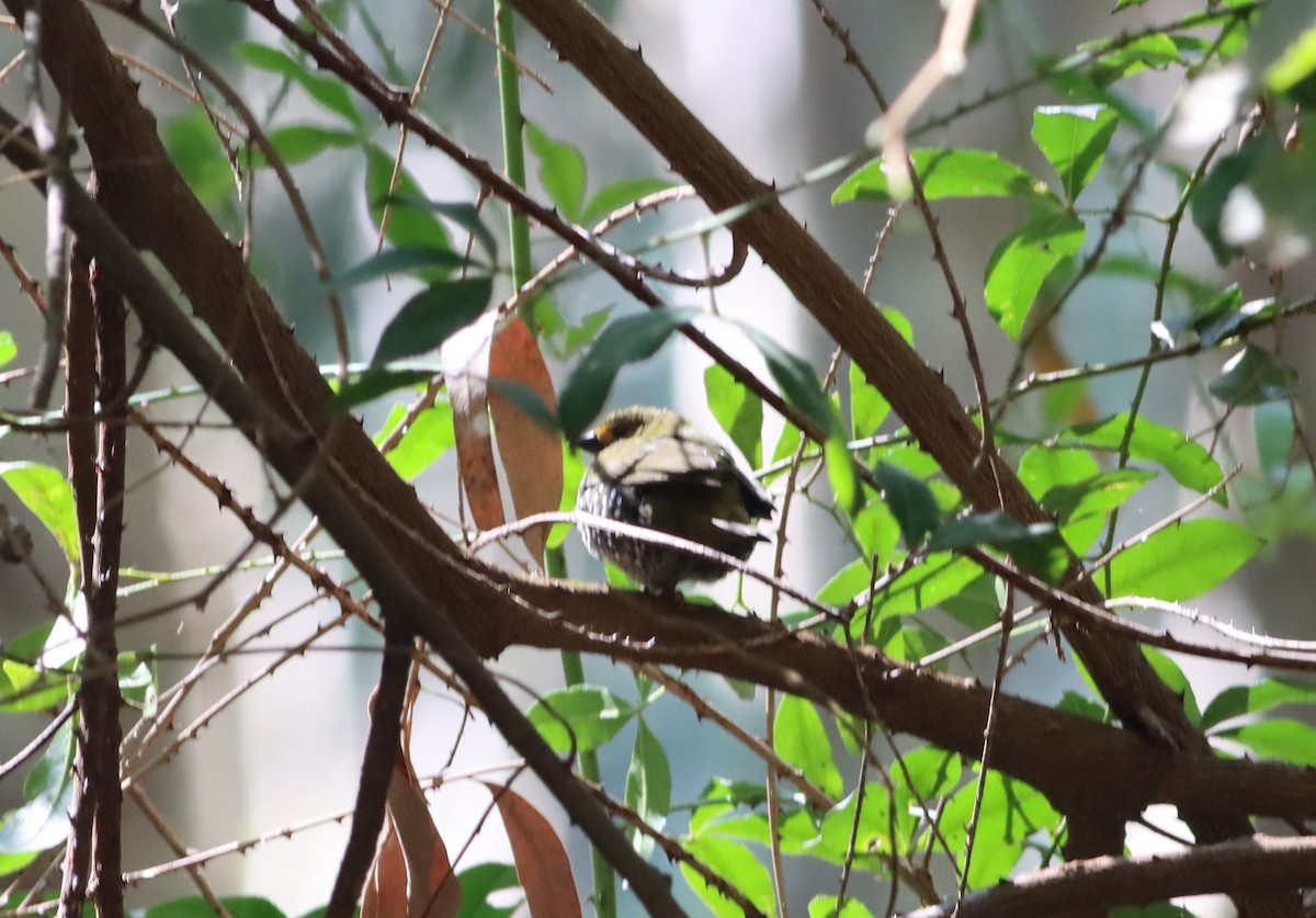 Green-backed Twinspot - ML609913193