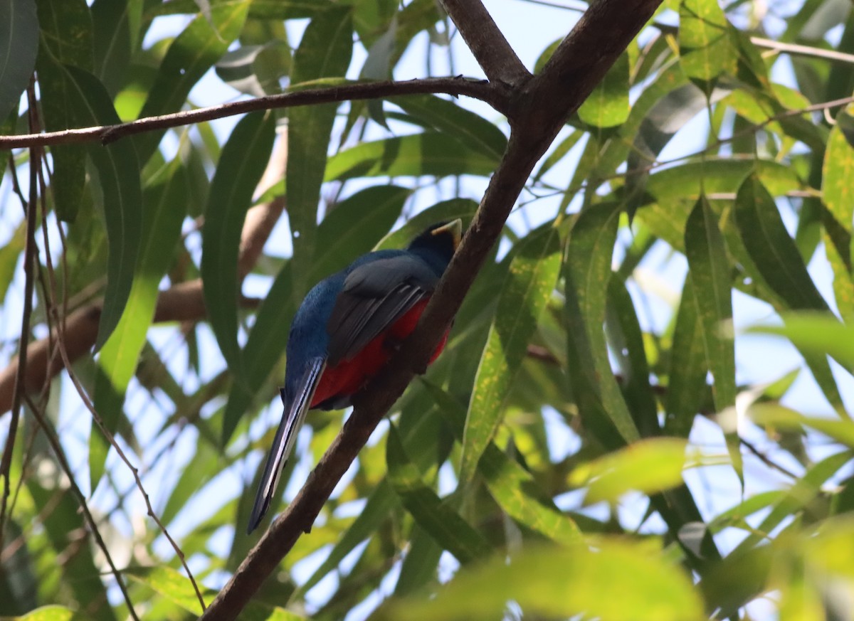 trogon africký - ML609913199