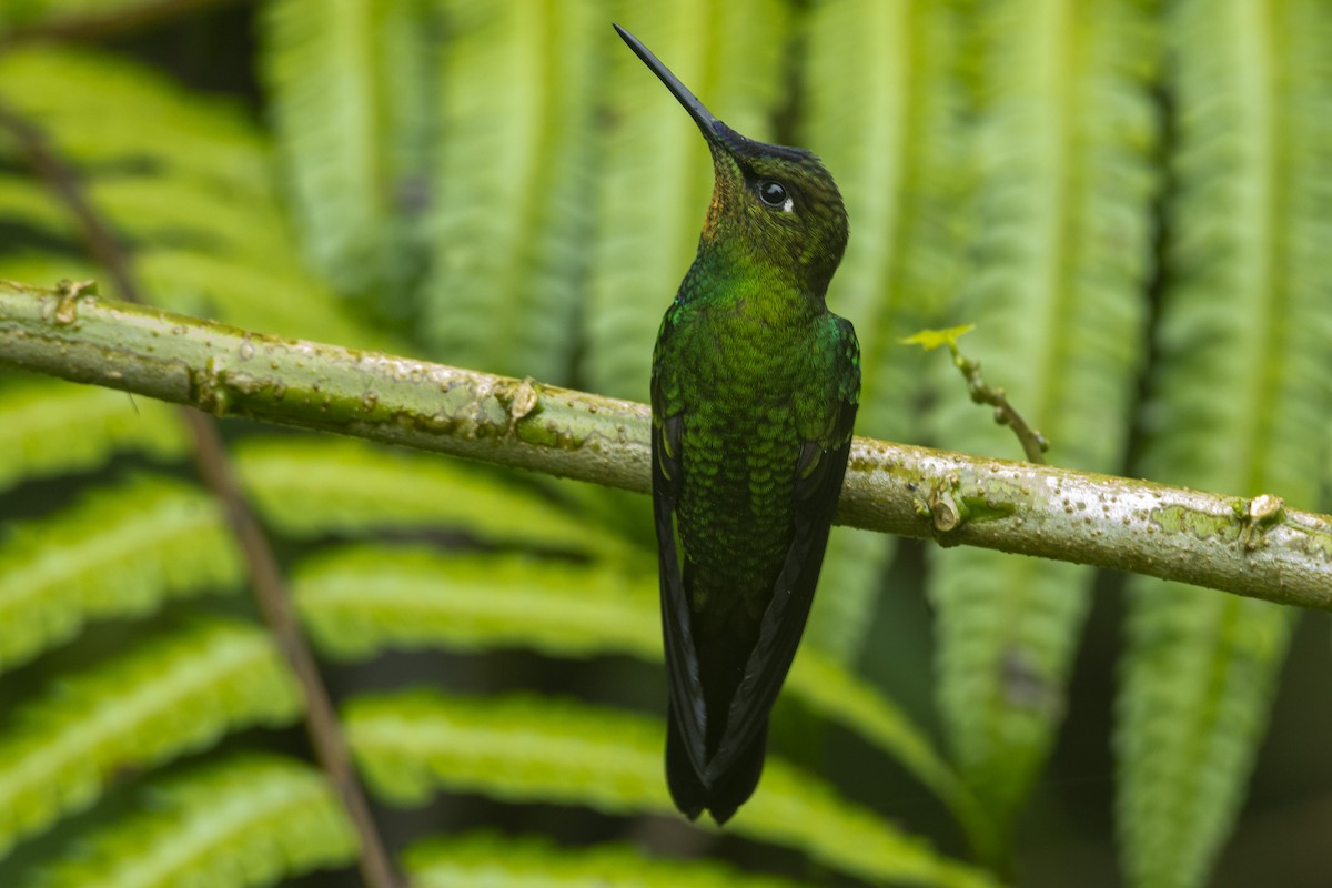 Violet-fronted Brilliant - ML609913231