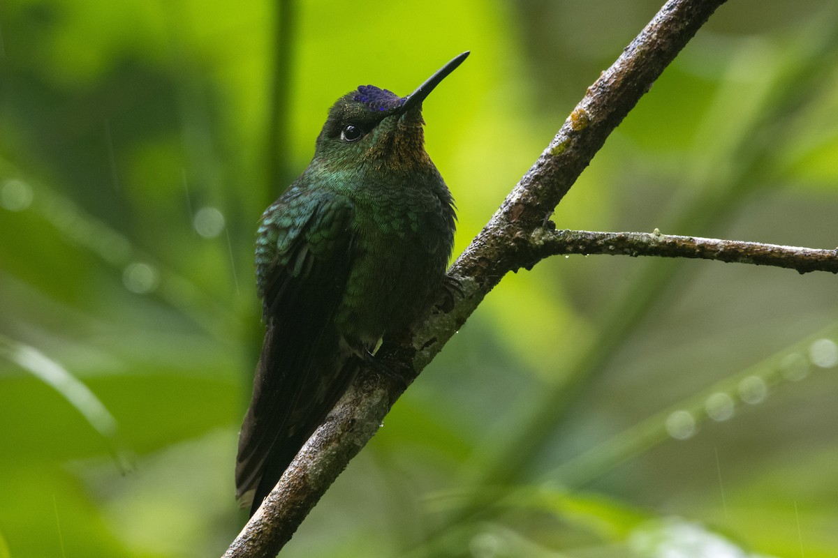 Violet-fronted Brilliant - ML609913232