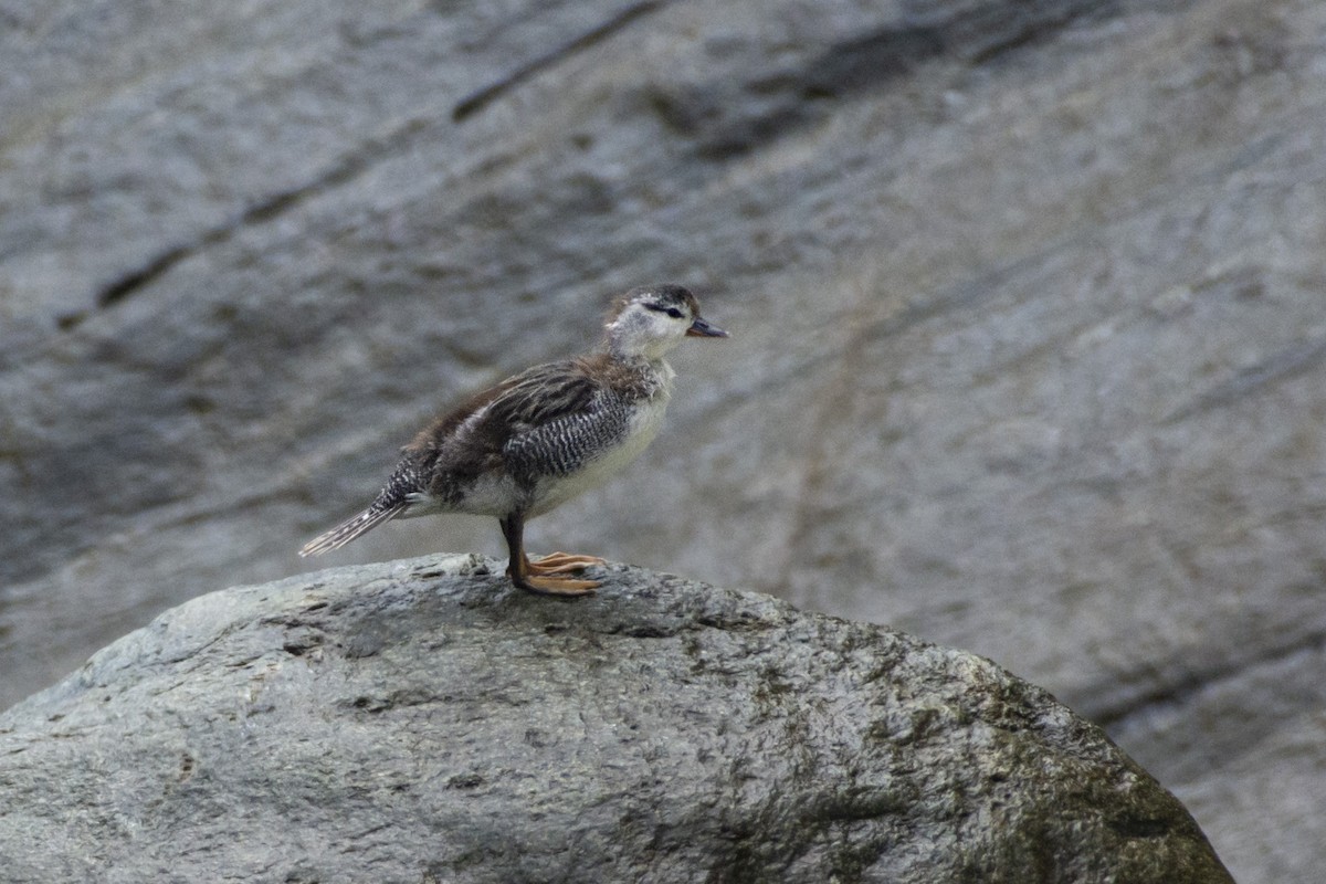 Torrent Duck - ML609913234