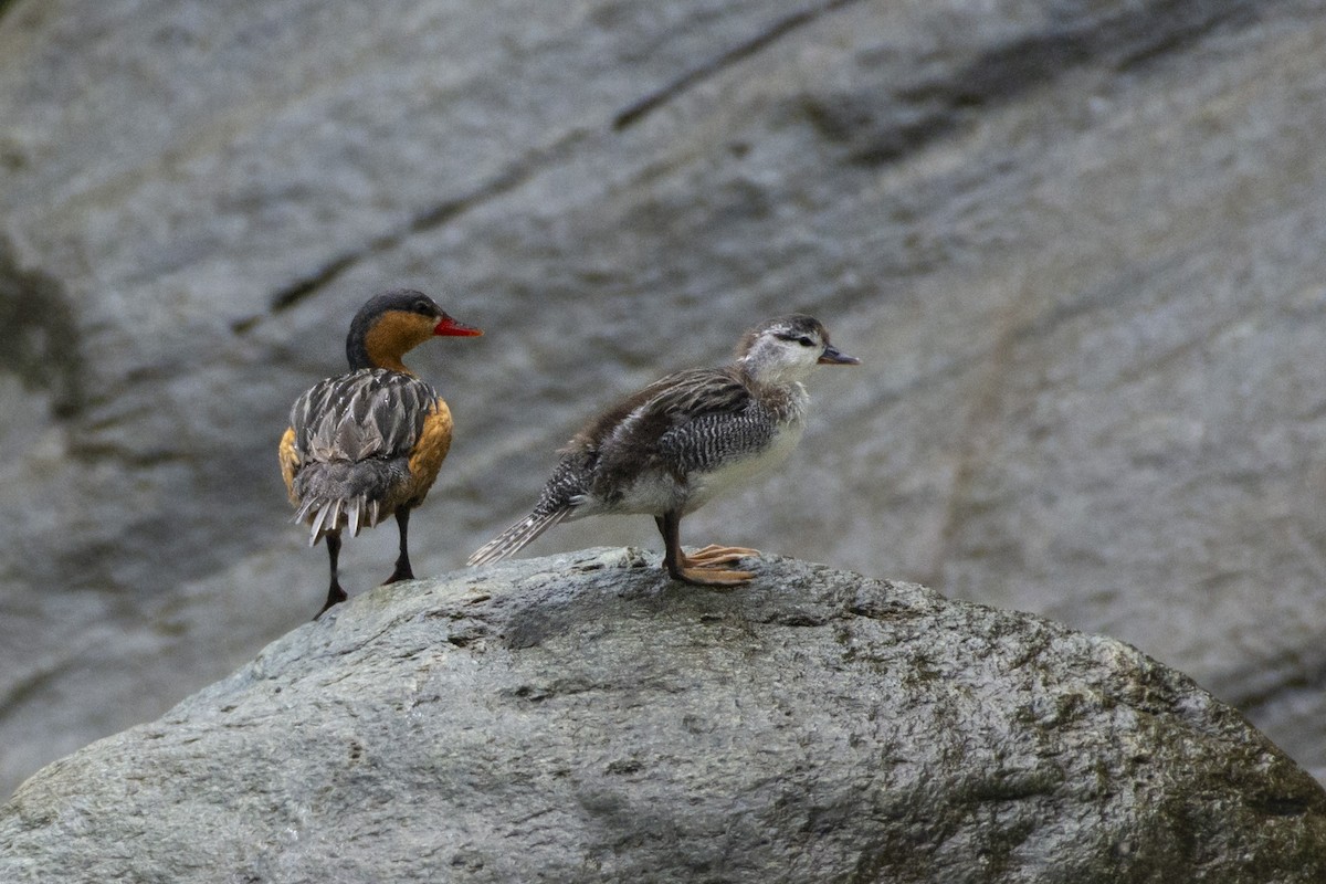 Torrent Duck - ML609913235