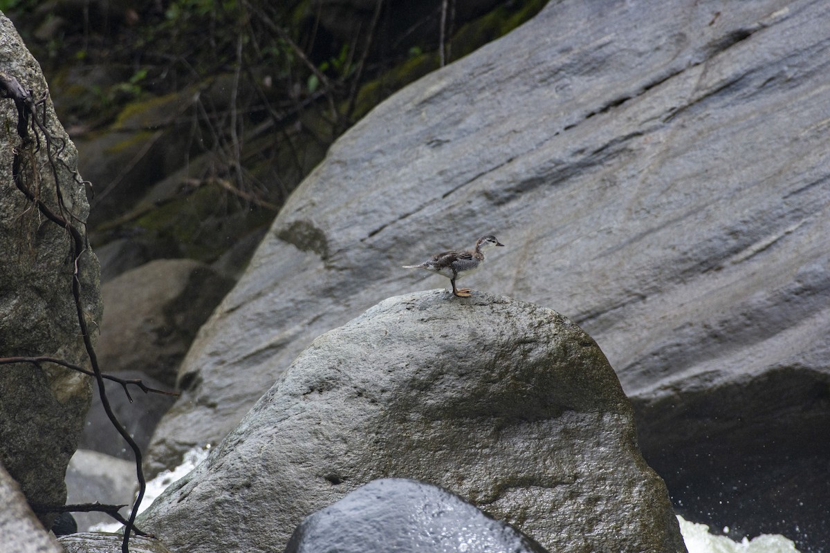Torrent Duck - ML609913238