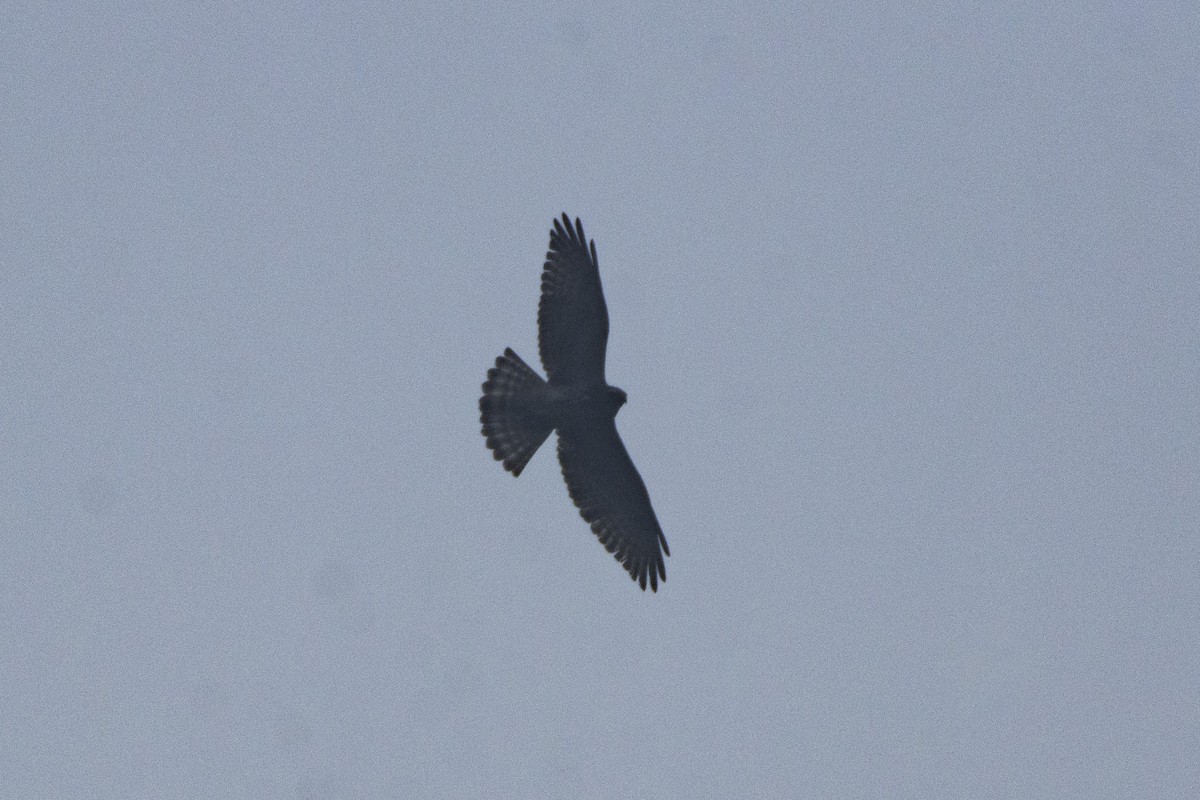 Broad-winged Hawk - ML609913239