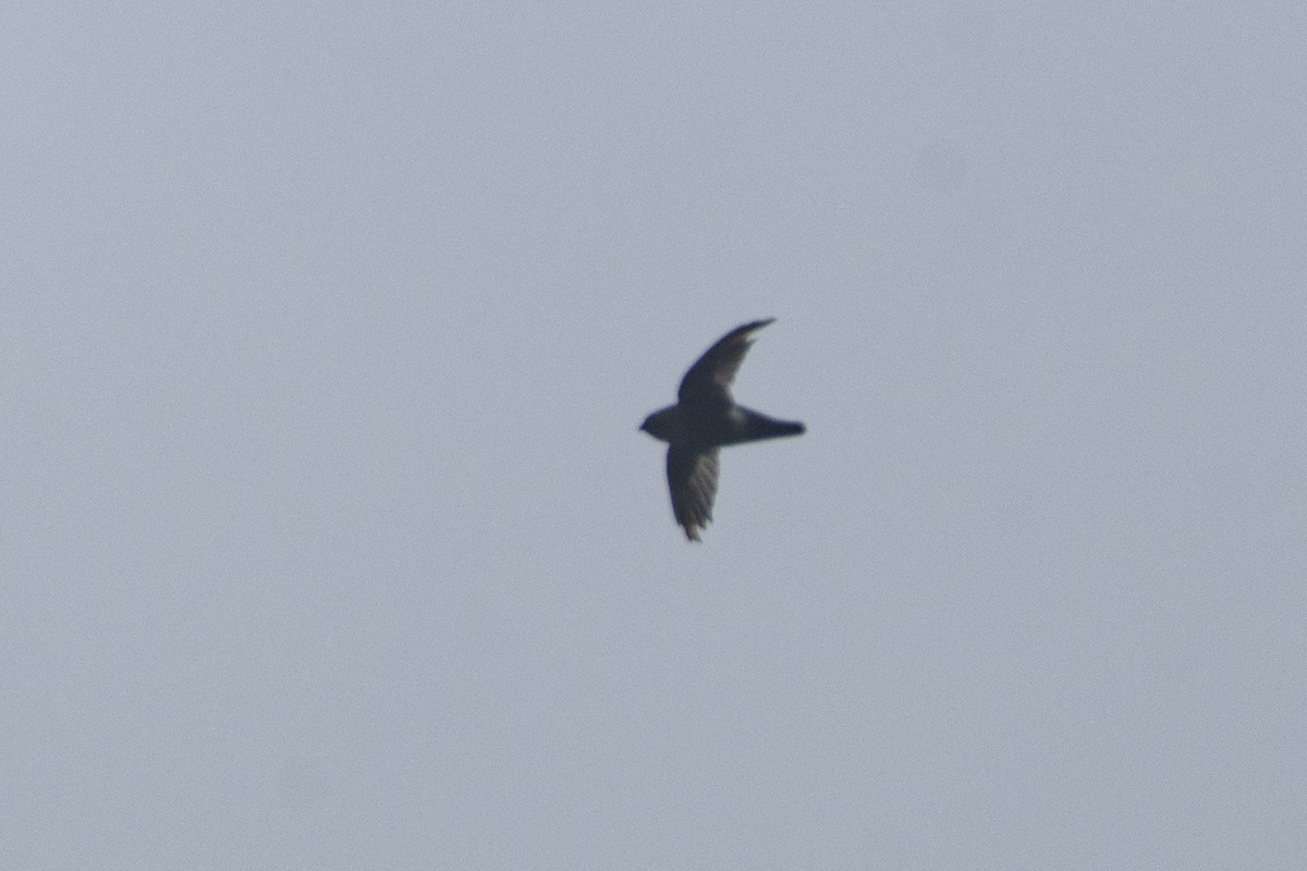 White-tipped Swift - ML609913240
