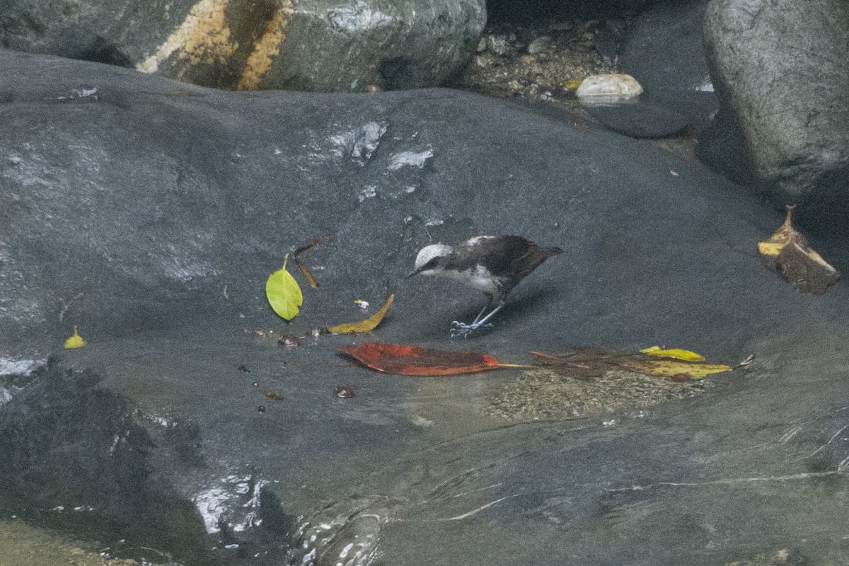 White-capped Dipper - ML609913242